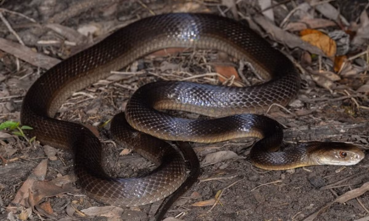 7. Rắn Taipan ven biển - 0,106mg/kg: là loài rắn lớn thuộc họ rắn hổ, được tìm thấy chủ yếu ở các vùng ven biển phía Bắc và phía Đông Úc hay trên đảo New Guinea. (Nguồn:phuongnam24h.com).