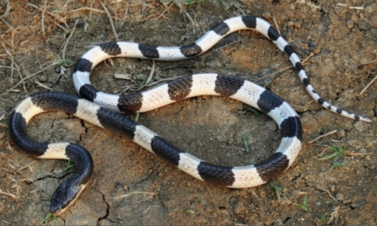 6. Rắn cạp nia nam - 0,1mg/kg: còn gọi là rắn cạp nong Malayan, có thể đạt chiều dài lên tới 1m với chiều dài đuôi 16cm. Chỉ số LD50 của rắn cạp nia nam là 0,1mg/kg với khả năng gây tử vong cho con người là 70% nếu không được điều trị. Thậm chí cả khi đã được điều trị bằng huyết thanh, tỉ lệ tử vong vẫn lên tới 50%. (Nguồn: Báo Người Lao Động). 