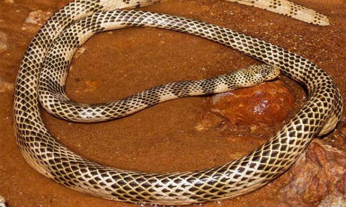 3. Rắn san hô biển - 0,044mg/kg: là loài rắn biển độc nhất trên thế giới hiện nay. Chúng sinh sống chủ yếu ở Papua New Guinea, New Caledonia, các khu vực ven biển phía Bắc, phía Đông và phía Tây Úc. Chỉ số LD50 của chúng là 0,044mg/kg. (Nguồn: phuongnam24h.com).