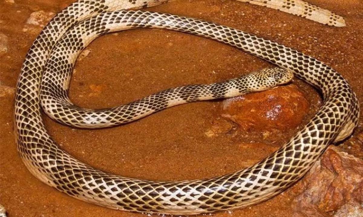 3. Rắn san hô biển - 0,044mg/kg: là loài rắn biển độc nhất trên thế giới hiện nay. Chúng sinh sống chủ yếu ở Papua New Guinea, New Caledonia, các khu vực ven biển phía Bắc, phía Đông và phía Tây Úc. Chỉ số LD50 của chúng là 0,044mg/kg. (Nguồn: phuongnam24h.com).