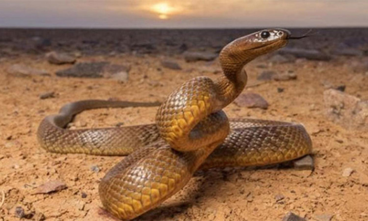 Là một con rắn cực kỳ nhanh nhẹn, chúng có thể tấn công ngay lập tức với nhiều nhát cắn có độ chính xác cao. Theo ước tính, một vết cắn thông thường của rắn Taipan nội địa sở hữu lượng sát thương đủ để giết chết ít nhất 100 người trưởng thành. (Nguồn: soc-pet.com).