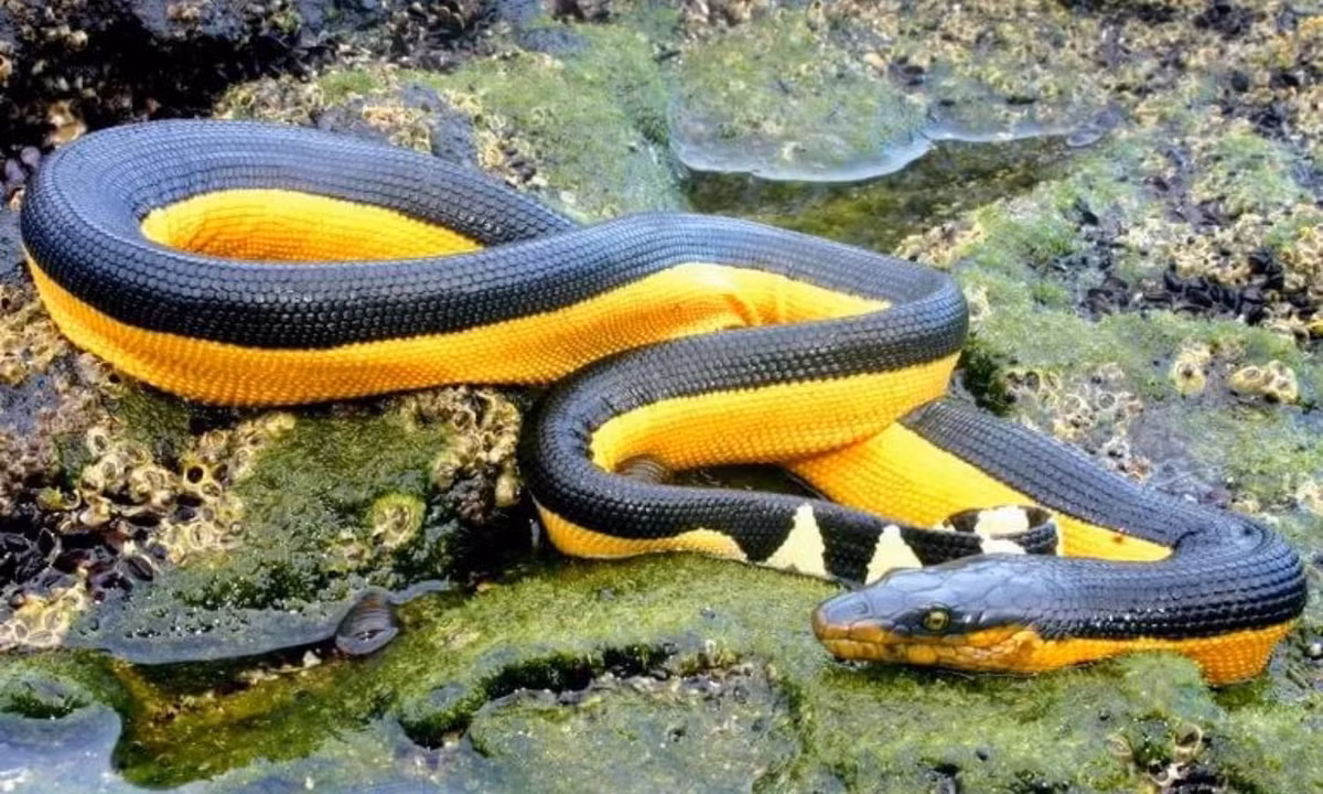 4. Rắn biển bụng vàng - 0,067mg/kg: là một thành viên trong họ rắn biển được tìm thấy ở các vùng biển nhiệt đới trên khắp thế giới trừ Đại Tây Dương. Rắn biển bụng vàng sở hữu một lượng nọc độc rất mạnh. Chỉ số LD50 của chúng là 0,067mg/kg với sản lượng nọc độc trung bình cho mỗi lần cắn là từ 1,0 - 4,0mg. (Nguồn: Loài Vật).