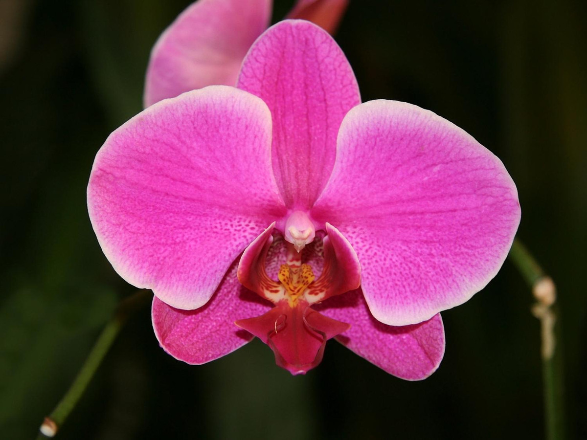 5. Hoa Phalaenopsis: loài hoa cực hiếm, chỉ mọc ở Thái Lan, Miến Điện và một số bộ phận của Ấn Độ với số lượng rất ít. Hoa Phalaenopsis có hình dạng chú chim màu hồng đang tung cánh bay là một loại cây trồng có nhựa thơm tuyệt vời. (Nguồn: wikpedia.org)