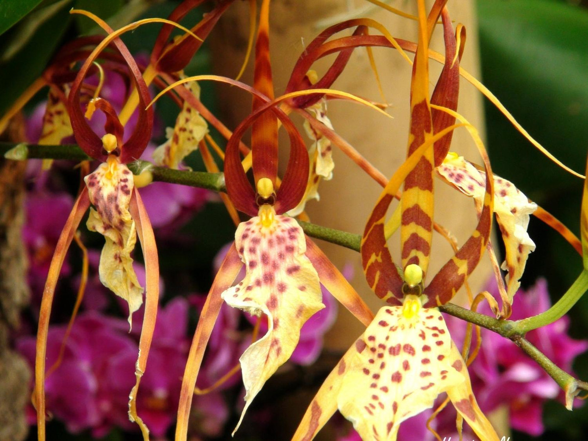 10. Ballerina Orchid: loài hoa đến từ Australia này có dáng vẻ như một cô gái duyên dáng múa ba lê trong bộ váy xòe màu trắng, còn được gọi là lan ba lê hay lan vũ nữ. Cánh hoa thường có màu nâu sáng điểm trắng và tía. (Nguồn: pinterest.com)