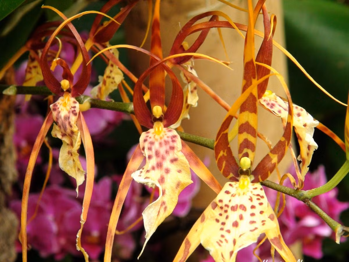 10. Ballerina Orchid: loài hoa đến từ Australia này có dáng vẻ như một cô gái duyên dáng múa ba lê trong bộ váy xòe màu trắng, còn được gọi là lan ba lê hay lan vũ nữ. Cánh hoa thường có màu nâu sáng điểm trắng và tía. (Nguồn: pinterest.com)