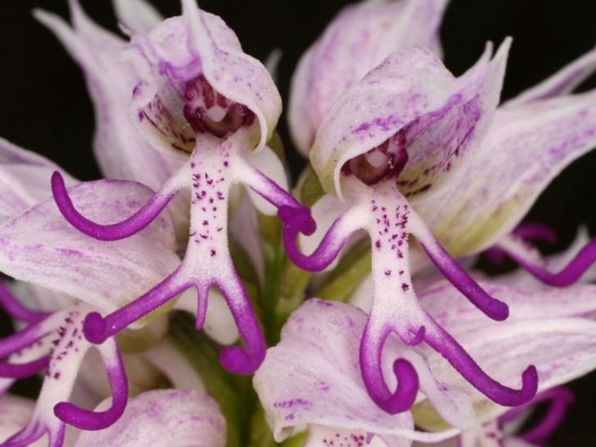 7. Hoa Orchis Italica: sinh trưởng chủ yếu ở Địa Trung Hải với các kích thước từ nhỏ đến lớn, hoa Orchis Italica khiến người ta liên tưởng đến hai anh chàng vũ công có mái tóc chất lừ đang chuẩn bị lên sân khấu. (Nguồn: toplist.vn)