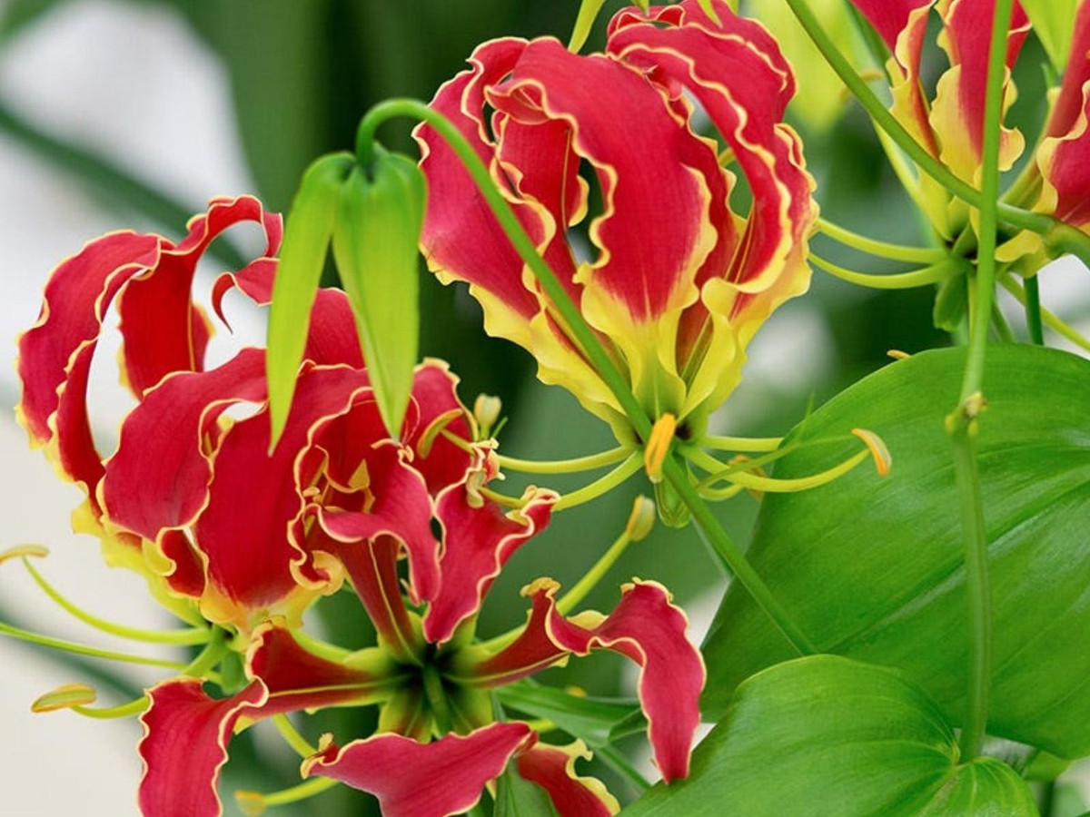 4. Flame Lily: loài hoa có cánh mảnh dài và lượn sóng giống như ngọn lửa, còn gọi là loa kèn lửa. Chúng được phát hiện ở những khu vực nhiệt đới thuộc châu Phi và châu Á. (Nguồn: tronghoa.net)