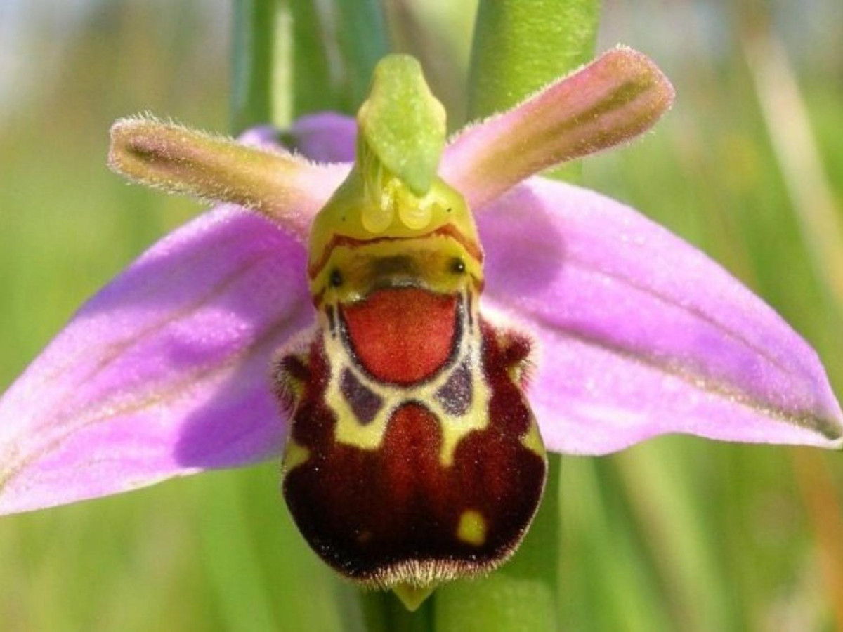 6. Hoa Ophrys bomyblifora: loài hoa mọc nhiều ở quốc đảo Malta, Australia và Anh. Bông hoa được mệnh danh có nụ cười đáng yêu nhất quả đất. (Nguồn: codai.net)