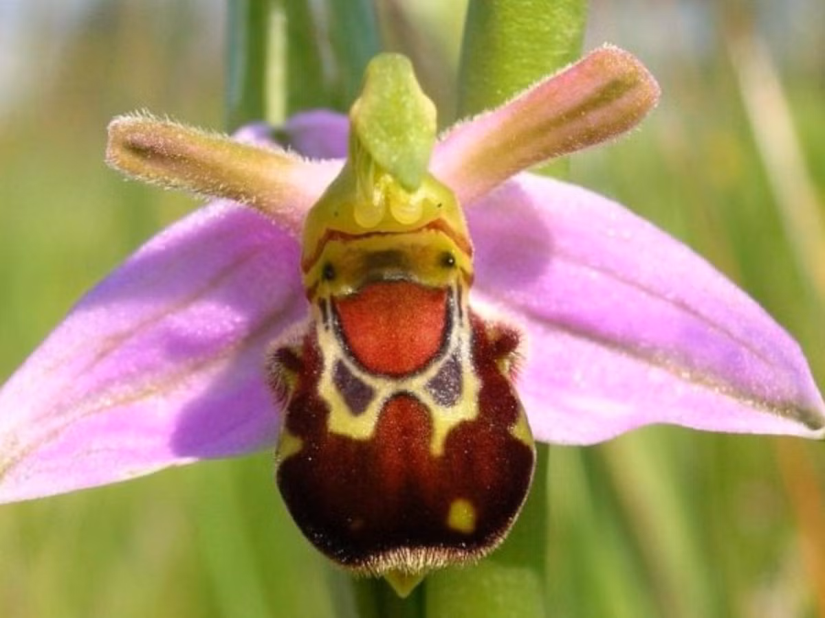 6. Hoa Ophrys bomyblifora: loài hoa mọc nhiều ở quốc đảo Malta, Australia và Anh. Bông hoa được mệnh danh có nụ cười đáng yêu nhất quả đất. (Nguồn: codai.net)