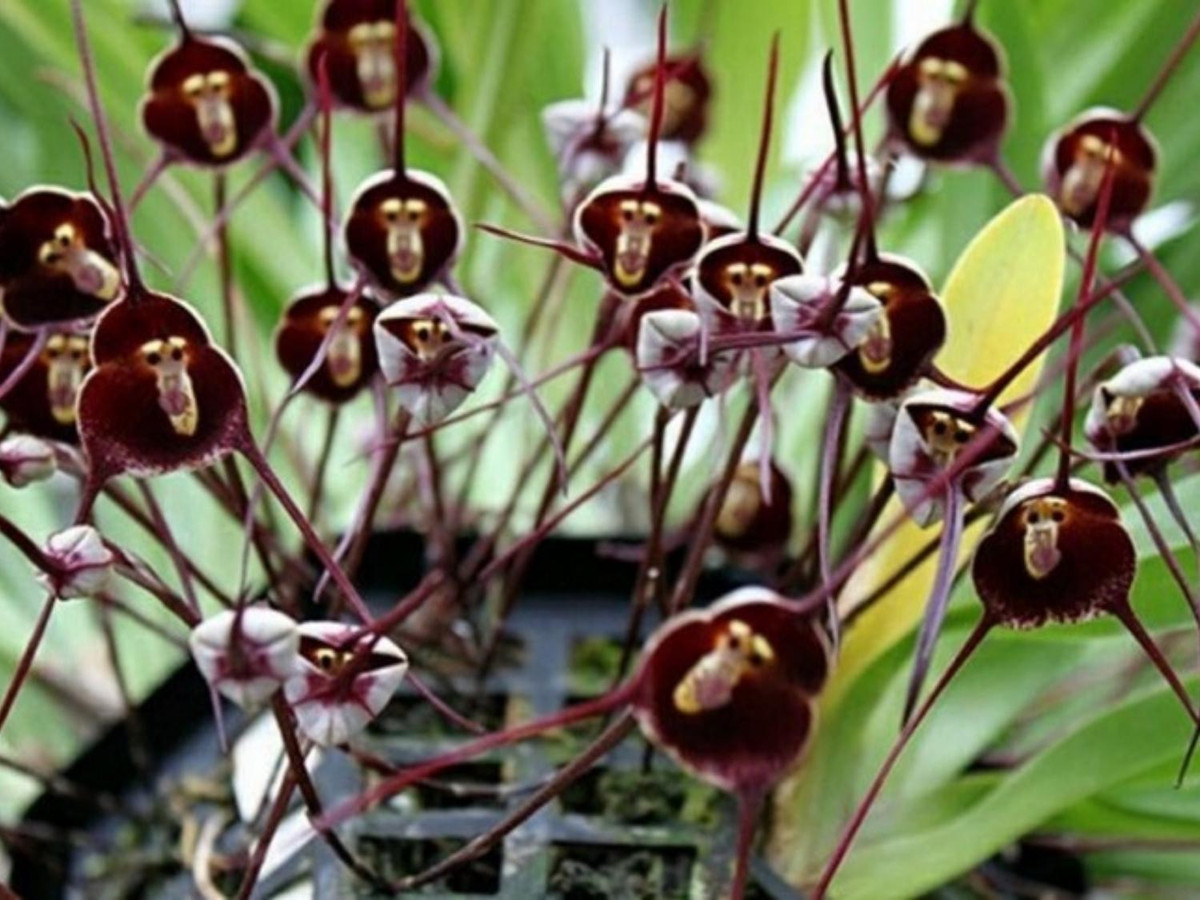 2. Hoa Dracula benedictii: lan hầu tử hay còn gọi là hoa lan mặt khỉ, chỉ mọc trên các sườn núi nằm trên độ cao từ 1000 – 2000m của những khu rừng tối tăm rậm rạp ở phía đông nam Ecuador và Peru. (Nguồn: vtc.vn)