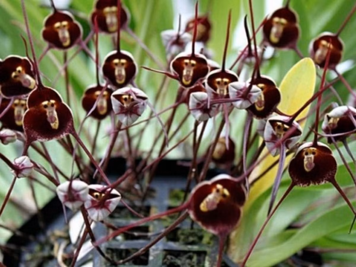 2. Hoa Dracula benedictii: lan hầu tử hay còn gọi là hoa lan mặt khỉ, chỉ mọc trên các sườn núi nằm trên độ cao từ 1000 – 2000m của những khu rừng tối tăm rậm rạp ở phía đông nam Ecuador và Peru. (Nguồn: vtc.vn)
