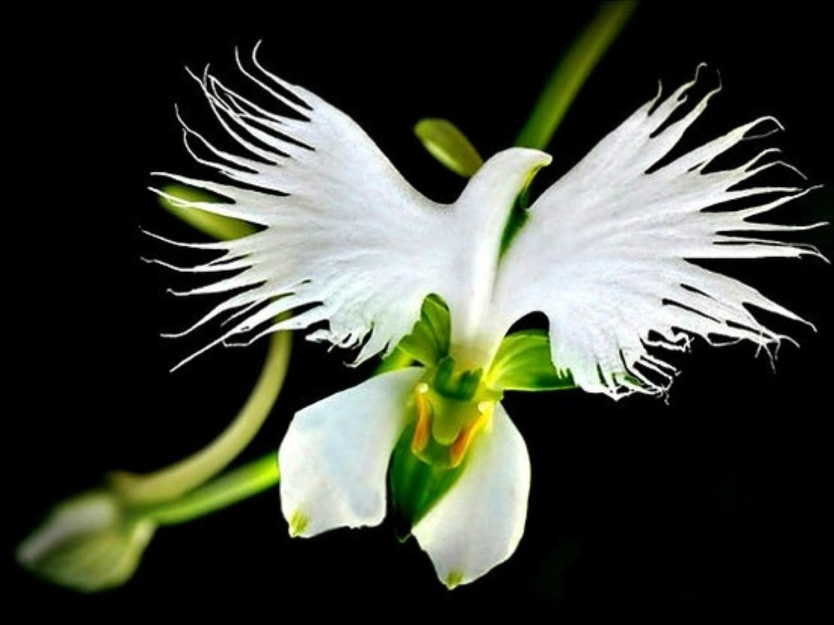 9. Hoa cò trắng - Habenaria Radiata: là một trong những loài hoa đặc hữu ở Trung Quốc, Nhật Bản, Hàn Quốc và Nga. Loài hoa khiến người xem liên tưởng đến hình ảnh những con cò trắng đang giương cánh chuẩn bị bay vút lên trời. (Nguồn: agri.vn)