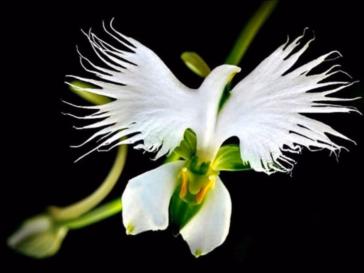 9. Hoa cò trắng - Habenaria Radiata: là một trong những loài hoa đặc hữu ở Trung Quốc, Nhật Bản, Hàn Quốc và Nga. Loài hoa khiến người xem liên tưởng đến hình ảnh những con cò trắng đang giương cánh chuẩn bị bay vút lên trời. (Nguồn: agri.vn)