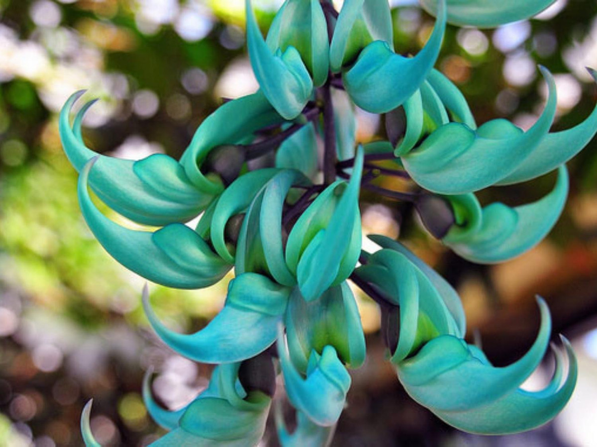 8. Hoa móng cọp (Jade Vine): Loài hoa này có nguồn gốc từ Philippines, có tên khoa học là Strongylodon macrobotrys, thuộc họ đậu. Ở Việt Nam, người ta hay gọi là hoa móng cọp (hoặc hoa cẩm thạch). (Nguồn: internet)