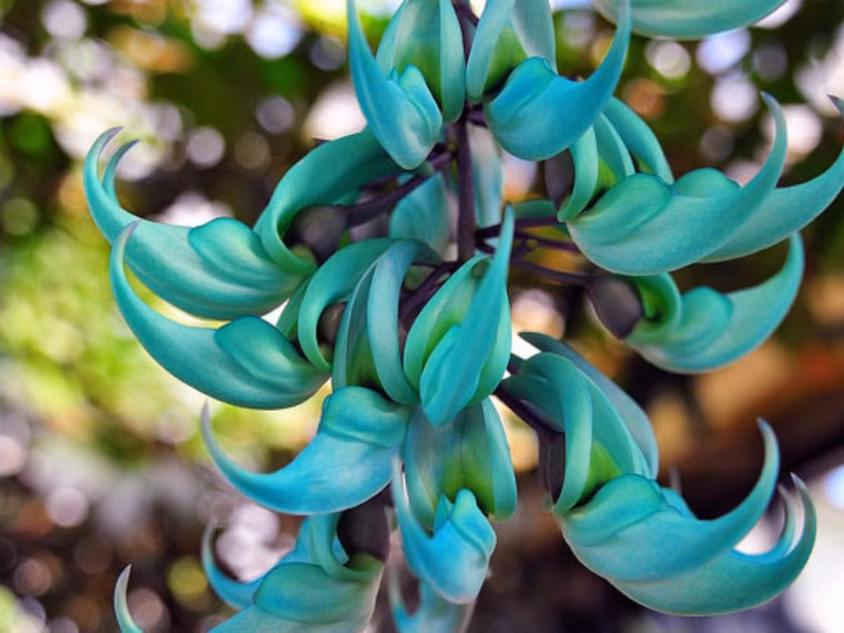 8. Hoa móng cọp (Jade Vine): Loài hoa này có nguồn gốc từ Philippines, có tên khoa học là Strongylodon macrobotrys, thuộc họ đậu. Ở Việt Nam, người ta hay gọi là hoa móng cọp (hoặc hoa cẩm thạch). (Nguồn: internet)