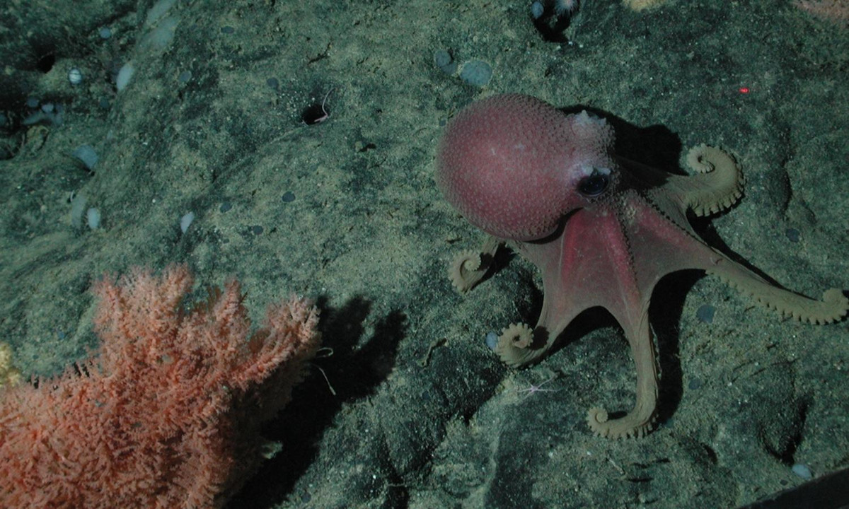 1. Bạch tuộc Graneledone boreopacifica: loài có quãng thời gian ấp trứng dài nhất so với bất kỳ bà mẹ nào trong giới động vật. (Nguồn: Wikipedia)