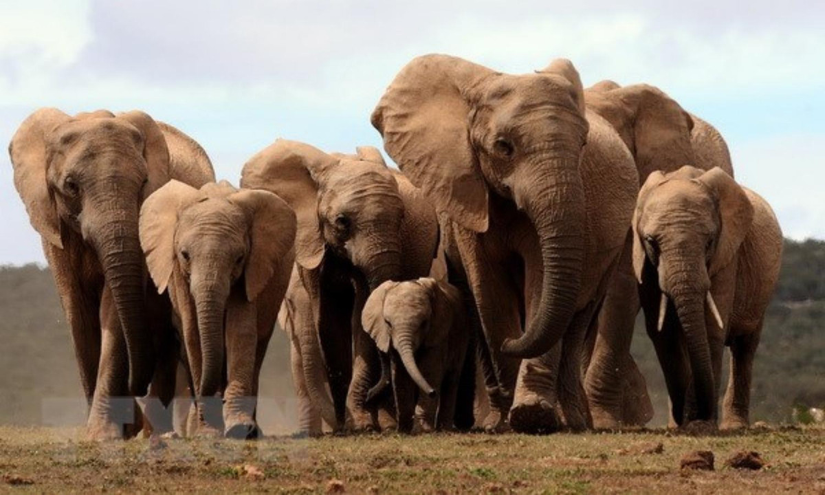 4. Voi châu Phi: mang thai khoảng 22 tháng - thời gian mang thai dài nhất trong gia đình động vật có vú. (Nguồn: VietnamPlus)