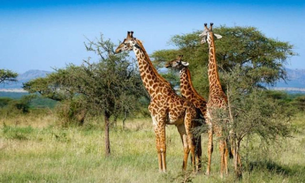 6. Hươu cao cổ: có thời gian mang thai khoảng 15 tháng và thường chỉ sinh một con. Dù là loài động vật sống trên cạn cao nhất thế giới như hươu cao cổ mẹ vẫn đứng trong khi sinh, do đó đứa con thường rơi xuống đất từ độ cao khoảng 2m. Nguồn: Genk.