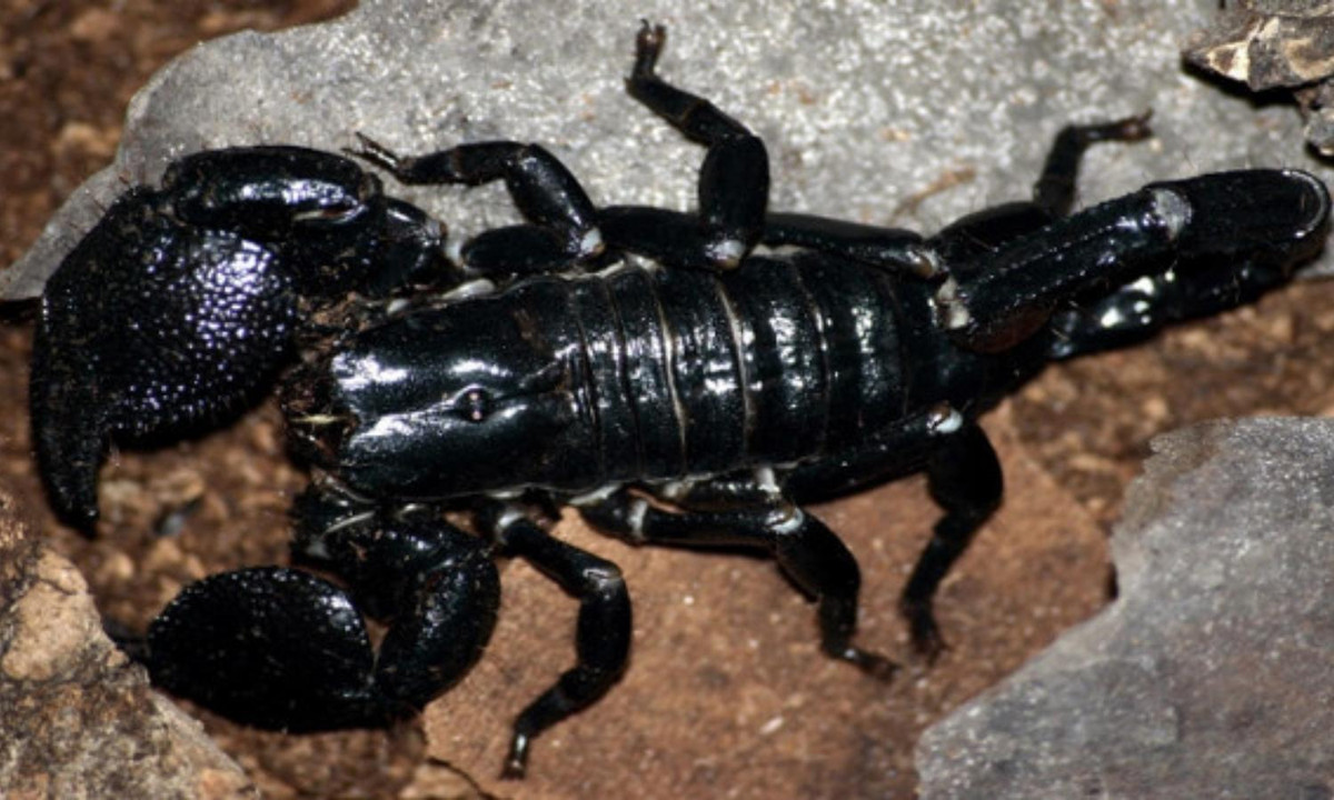 7. Loài bò cạp hoàng đế Pandinus imperator: mang thai từ 7-9 tháng, trong khi loài bò cạp châu Phi Opisthacanthus asper mang thai đến 18 tháng.