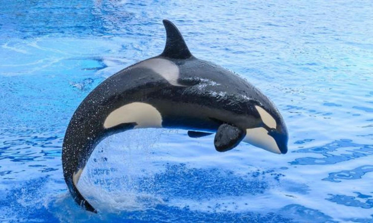 5. Cá voi sát thủ: có tập tính sống theo bầy đàn, trong một bầy có 2-15 con trưởng thành, nhiều nhất được ghi nhận là một nhóm có đến 40 con. (Nguồn: CafeBiz)