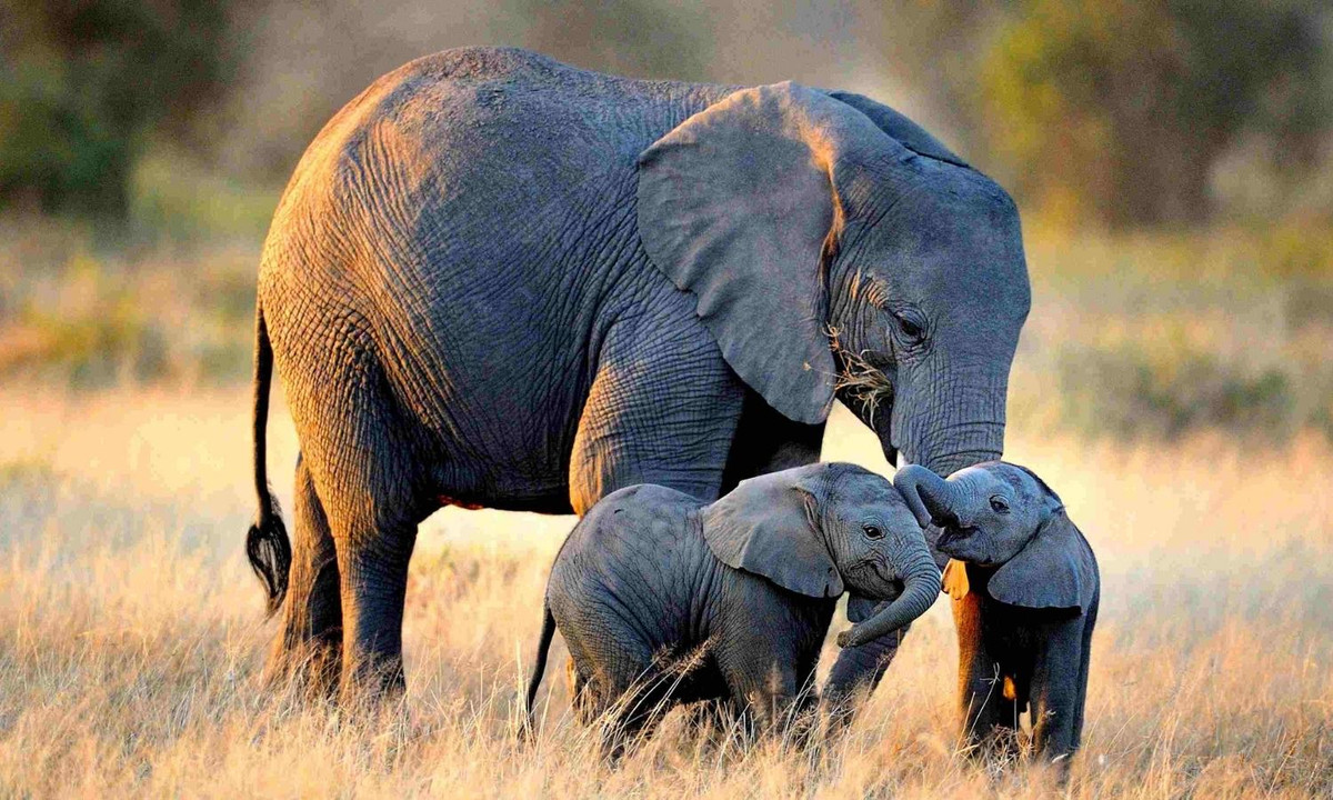 Mẹ voi châu Phi nổi tiếng là bà mẹ tận tụy trong giới động vật. Sau khi chào đời, voi con sống bằng sữa mẹ từ 4-6 năm. (Nguồn: Dân Việt Media)