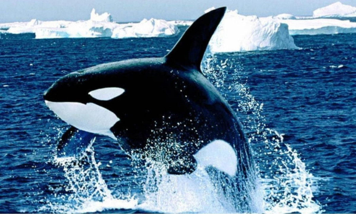 Thời gian mang thai cá voi sát thủ kéo dài 15-18 tháng, sau khi cá voi con chào đời, có rất nhiều “bà con” như dì, cậu, cô, chú cá voi sát thủ quây quần chăm sóc. (Nguồn: KhoaHoc.tv)