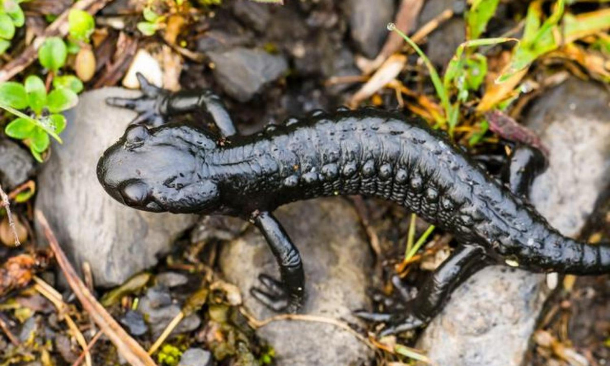 3. Kỳ giông núi Salamandra atra: là loài sống hoàn toàn trên mặt đất và mang thai 2-4 năm. Loài này được tìm thấy tại độ cao khoảng 700m ở khu vực núi Alps thuộc Tây và Đông u. (Nguồn: Alamy)