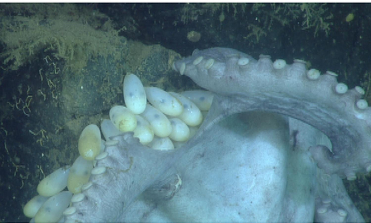 Theo National Geographic, nhờ theo dõi qua thiết bị được cấy trên cơ thể loài bạch tuộc này, các nhà khoa học bất ngờ khi phát hiện bạch tuộc canh và bảo vệ ổ trứng trong suốt 4-5 năm. (Nguồn: Báo Tuổi Trẻ)