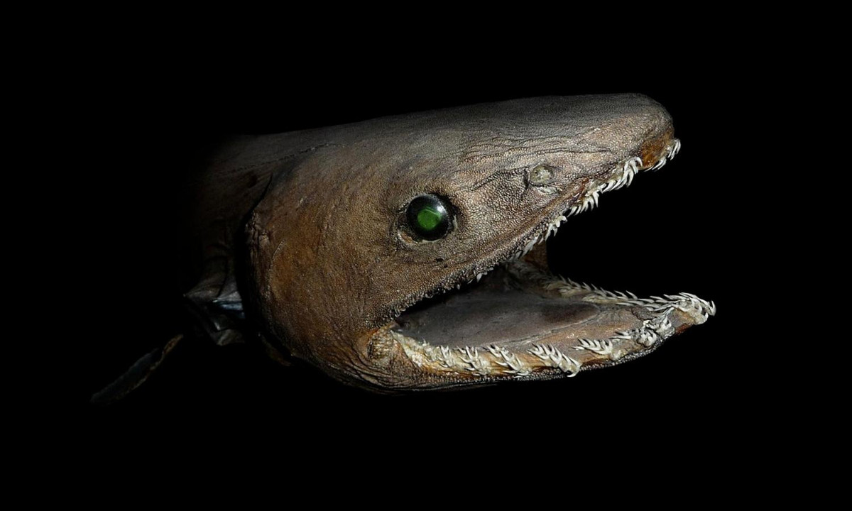 Theo một nghiên cứu đăng trên tạp chí Ngư học của Nhật Bản, cá mập mang xếp nằm trong số ít các loài cá mập không đẻ trứng, tức sinh con non trong môi trường tự nhiên, nhiều lúc mắn đẻ có thể sinh một lứa 2-10 con. (Nguồn: Wikipedia)