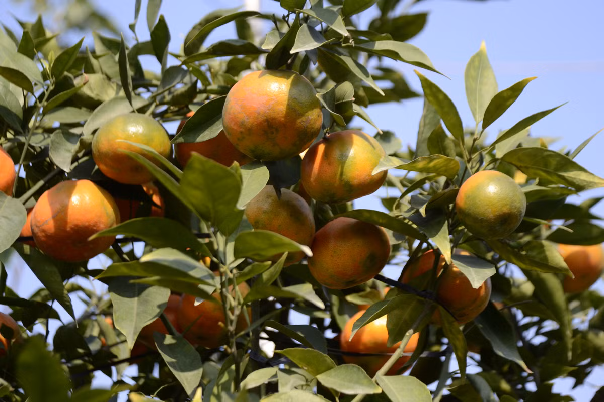 Được biết, giá cam cảnh năm nay khá "dễ chịu", những cây đẹp từ 4 - 6 triệu. Cây bình thường từ 2 - 4 triệu đồng.