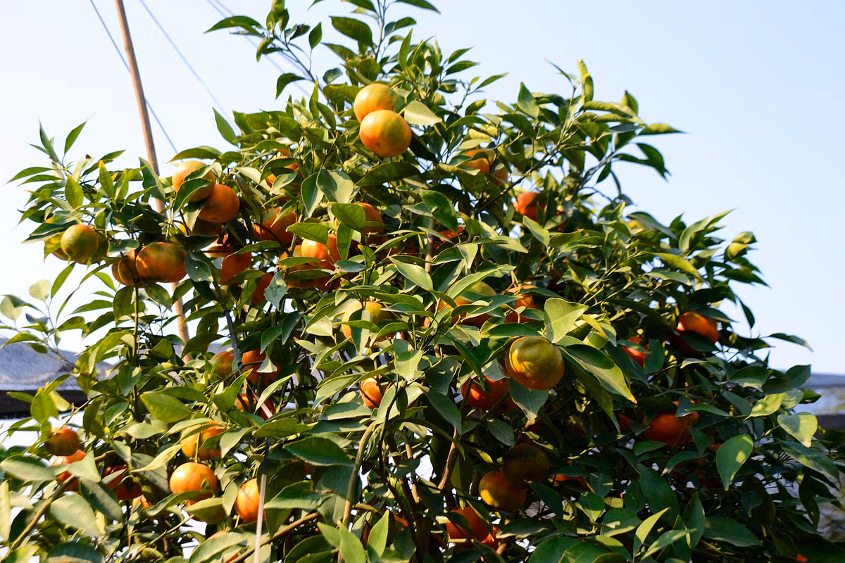 Anh Nam cho hay, từ nay đến Tết Nguyên đán còn hơn 1 tháng, nếu thời tiết đỡ lạnh và ít mưa thì những chậu cam cảnh sẽ phát triển đẹp và bán được giá hơn.