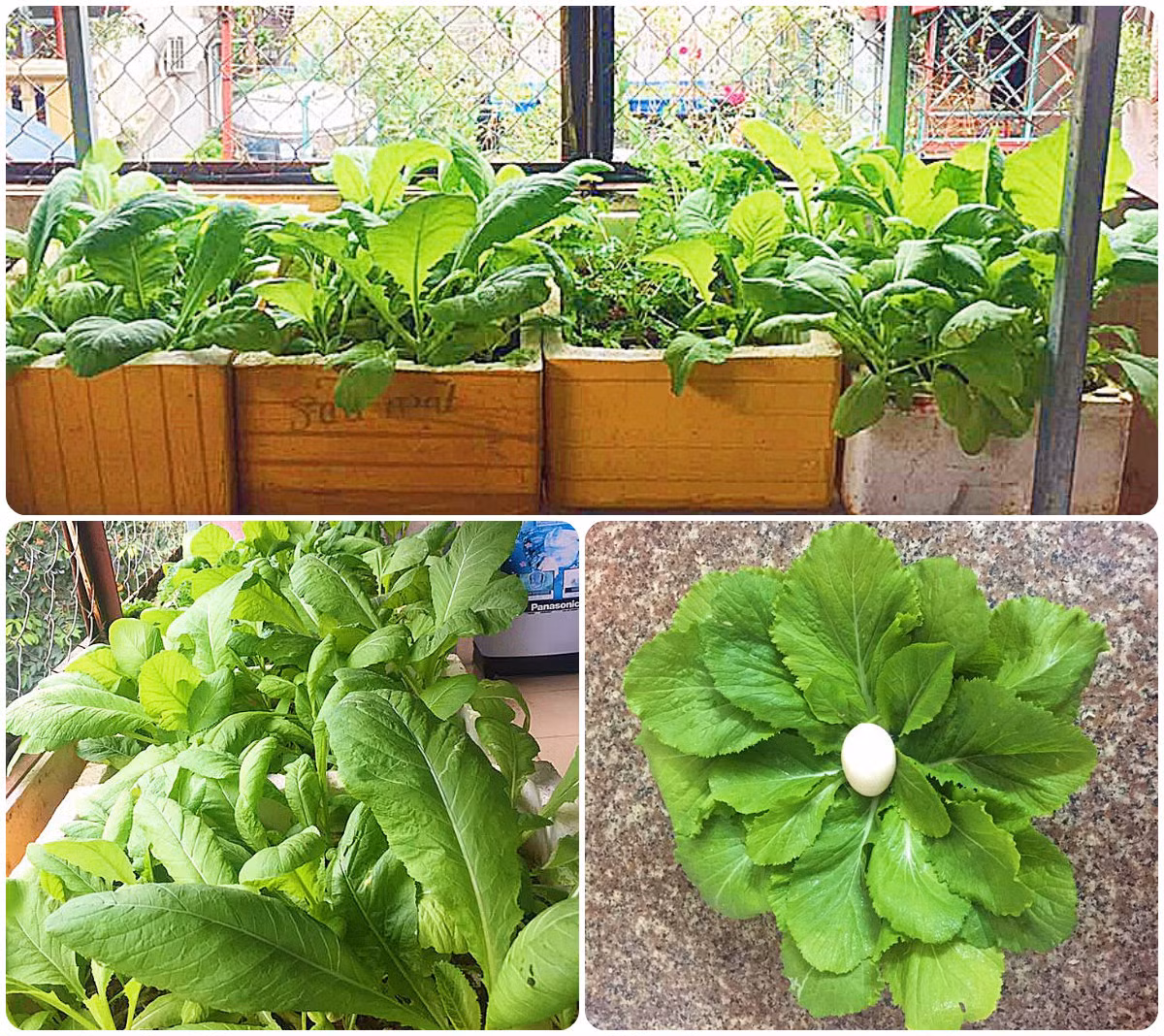 Khi cây phát triển, pha phân NPK để tưới. Thời điểm cây đạt khoẻ và ra nụ thì pha 2 đến 3 lần kali tưới tiếp.