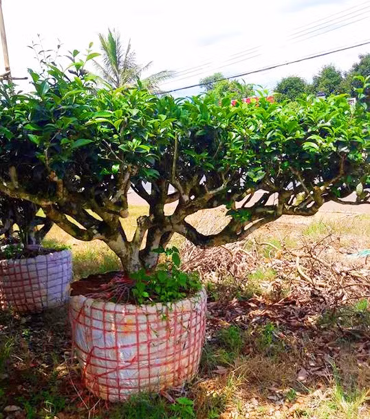 Nhìn chung trà xanh bonsai thường là một cây mọc thành lùm lớn có nguồn gốc tại Nhật Bản và Hàn Quốc. (Giá cây trà xanh bonsai trong ảnh được rao bán 3,5 triệu đồng). Ảnh: FB ‎Luyến Nguyễn‎.