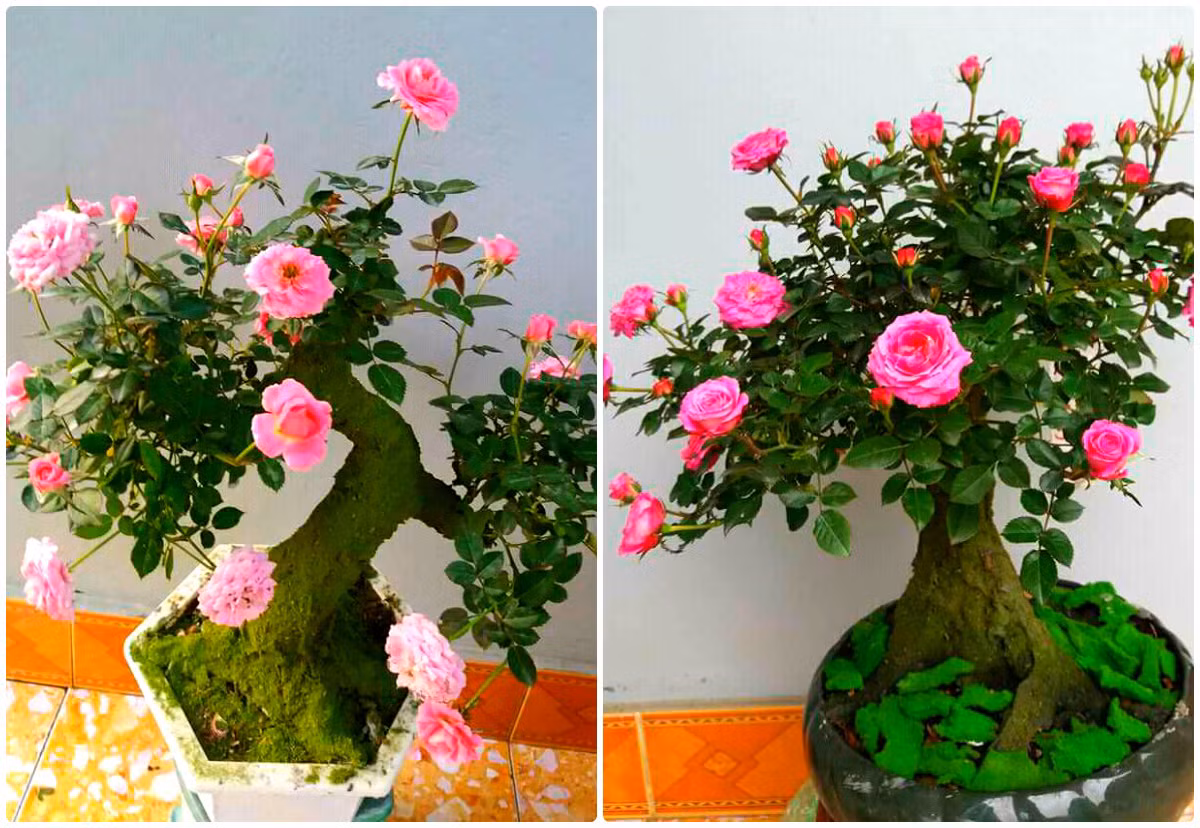 Tiếp đó là hồng bonsai đổ buôn hàng đắp si có giá 700.000 -1.000.000 đồng/cây. Ảnh: FB Ngọc Mến