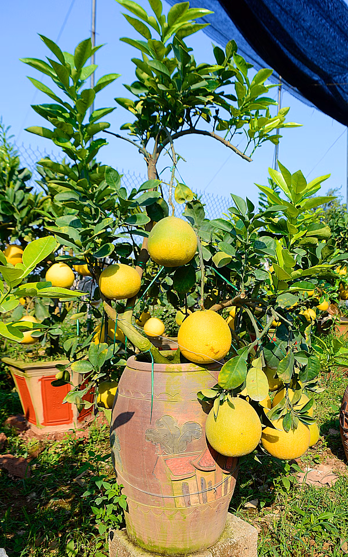 Trên nhiều gốc bưởi lâu năm được các chủ vườn “hô biến” thành một chậu cảnh Tết với đa loại quả.
