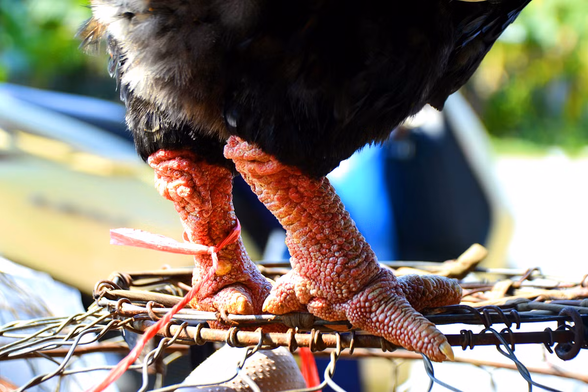 Giá đắt hay rẻ tùy thuộc vào hình thức, độ tuổi, sự quý hiếm...và đặc biệt là đôi chân sần sùi, có vảy rồng mịn, đỏ...