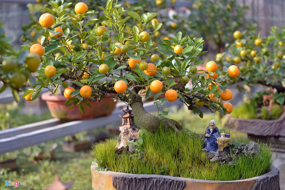 Những cây quất bonsai ghép gốc cần thăng (cần cù và thăng tiến) có thế độc đáo như trực hoành, quân tử... được chủ vườn cho thuê và bán chơi Tết.