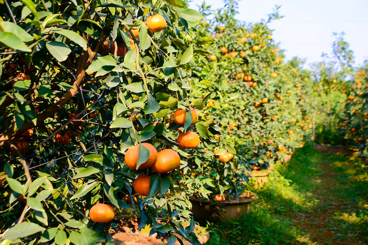 Mặc dù còn hơn 1 tháng nữa mới đến Tết Nguyên Đán 2018, thế nhưng, tại các vườn cam cảnh, bưởi cảnh ở thị trấn Văn Giang, huyện Văn Giang (Hưng Yên) thời điểm này đã rất hút khách.