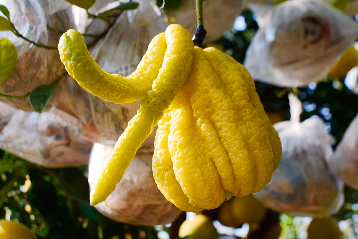 Cận cảnh quả phật thủ hình dáng kỳ dị nhưng rất đẹp.