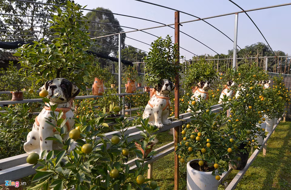 Với mong muốn đem lại sự mới mẻ trong dịp Tết Mậu Tuất 2018, nghệ nhân Trương Ngọc Xuân tại Bắc Từ Liêm (Hà Nội) đã tạo ra sản phẩm quất bon sai trồng trong chậu sành hình chó độc đáo và ngộ nghĩnh.