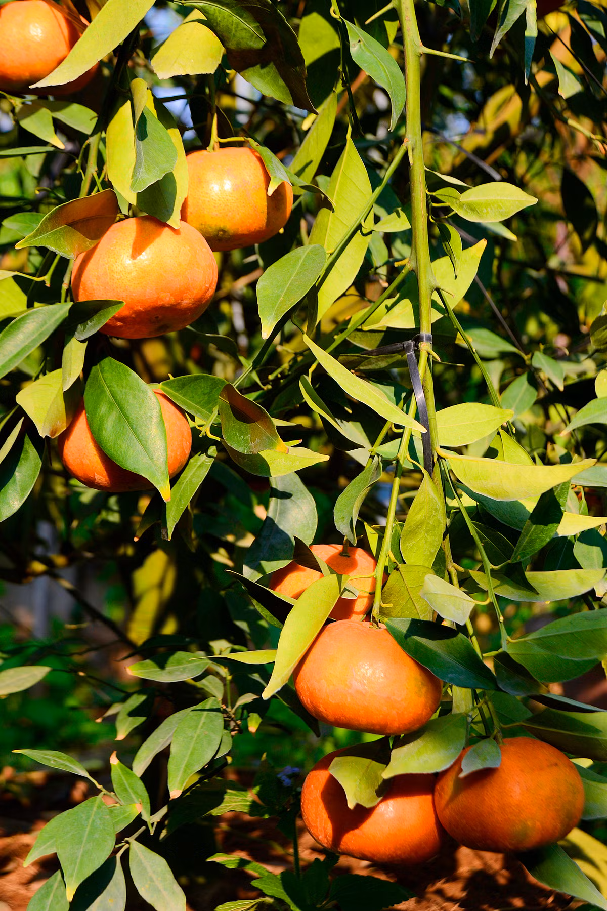 Hiện nay, hầu hết các vườn cam Đường Canh ở Văn Giang đã chín vàng, các nhà vườn đã cắt tỉa, uốn cành và lên chậu.