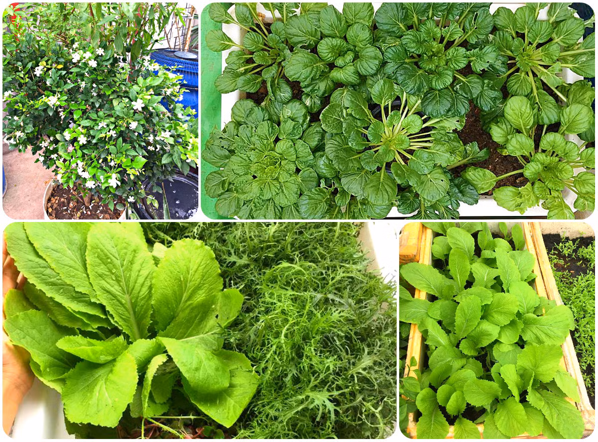 Khi cải mới lên xuất hiện nhiều bọ nhảy, chị thưởng nhổ hết cây, phơi đất lại một thời gian rồi mới trồng tiếp.