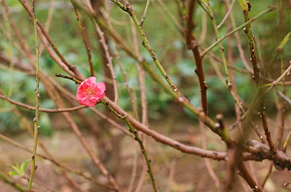 Những cây đào nở sớm này sẽ được người trồng hoa Nhật Tân bày bán tại các khu chợ để phục vụ người chơi đào vào dịp Tết Dương lịch 2018.