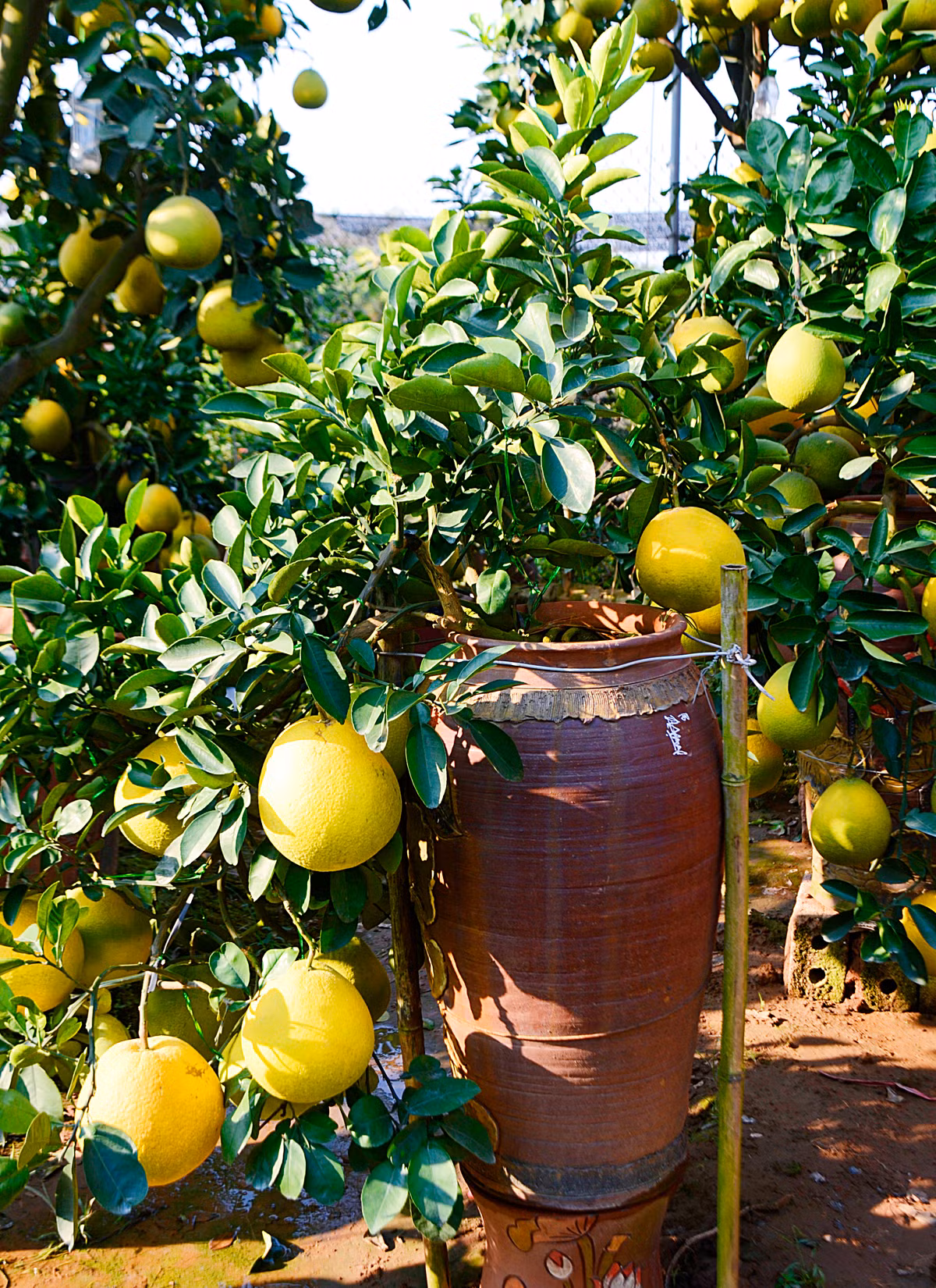 ... rồi đâm chồi, nảy lộc đúng độ Xuân về...