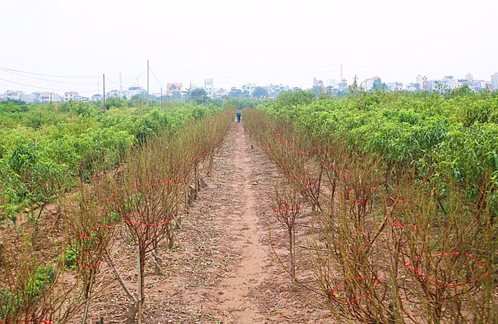 Một số luống đào ở Nhật Tân cũng bắt đầu ra nụ.