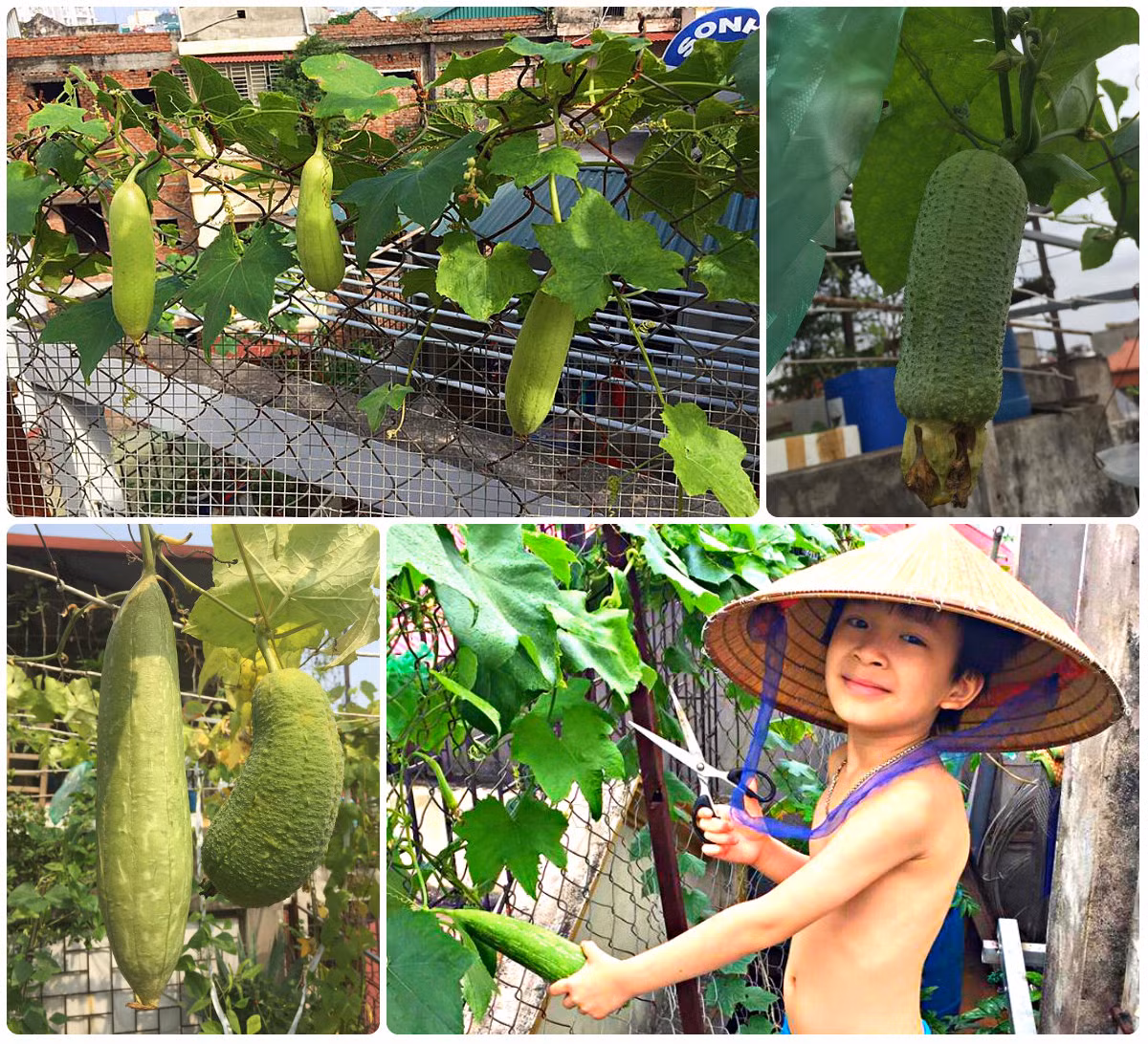 Để vườn rau sạch được như ngày hôm nay, thỉnh thoảng 1 hoặc 2 tuần chị Nhung sẽ bón phân một lần. Hàng ngày chị đều dành thời gian tưới vườn. Những khi bận quá, chị phải nhờ bố mẹ tưới hộ.