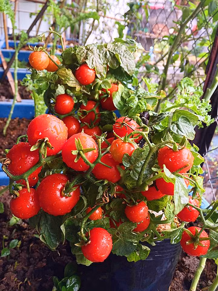 Đối với việc trồng cà chua bi, ta, lùn và đen, chị Nhung cho biết, muốn cây phát triển tốt thì cà thì phải đủ dinh dưỡng, đất phải phơi kỹ, rắc vôi bột hoặc nấm xanh...