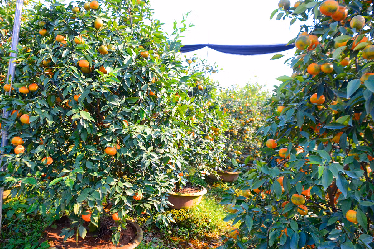 Cam Đường Canh rợp sắc khắp các bãi đất chờ đón xuân về.