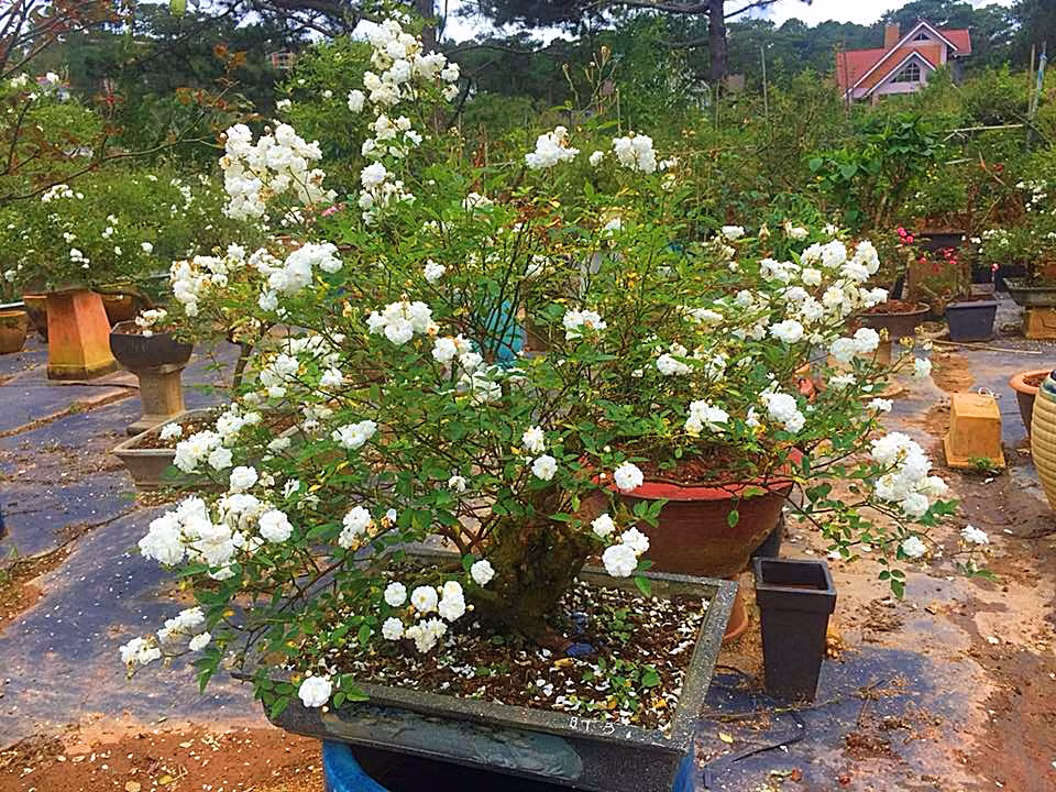 Đây là hoa hồng bạch trà bonsai giống Nhật, loại hoa này có mùi hương thoang thoảng như hồng Scepter’s Isle rose và hoa luôn nở thành từng chùm với chi chít hoa. Ảnh: FB Hoa hồng Bonsai