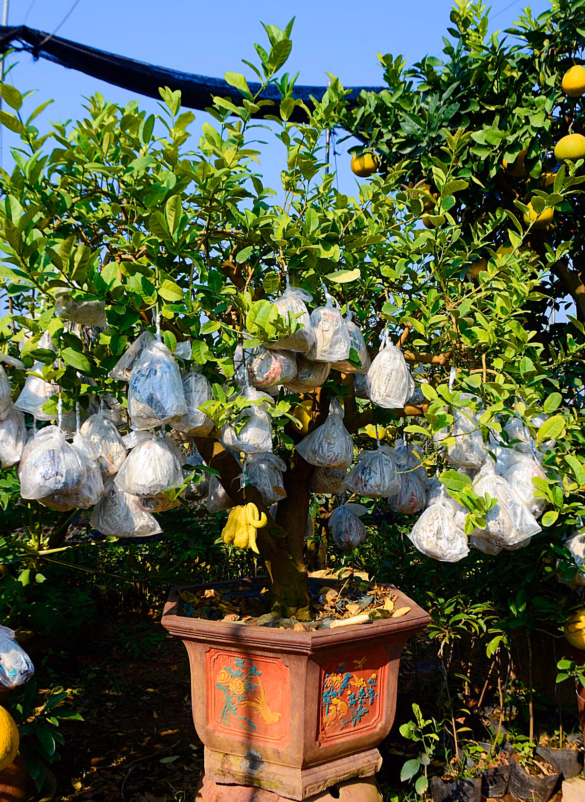 Nhà vườn Hoàng Mạnh Nam - một vườn cây cảnh lớn có tiếng tại vùng Văn Giang, Hưng Yên - vừa cho ra mắt "siêu phẩm" phật thủ bonsai kỳ dị để chưng Tết với giá 30 triệu đồng.